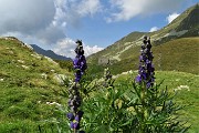 70 Aconito napello ( Aconitum napellus)